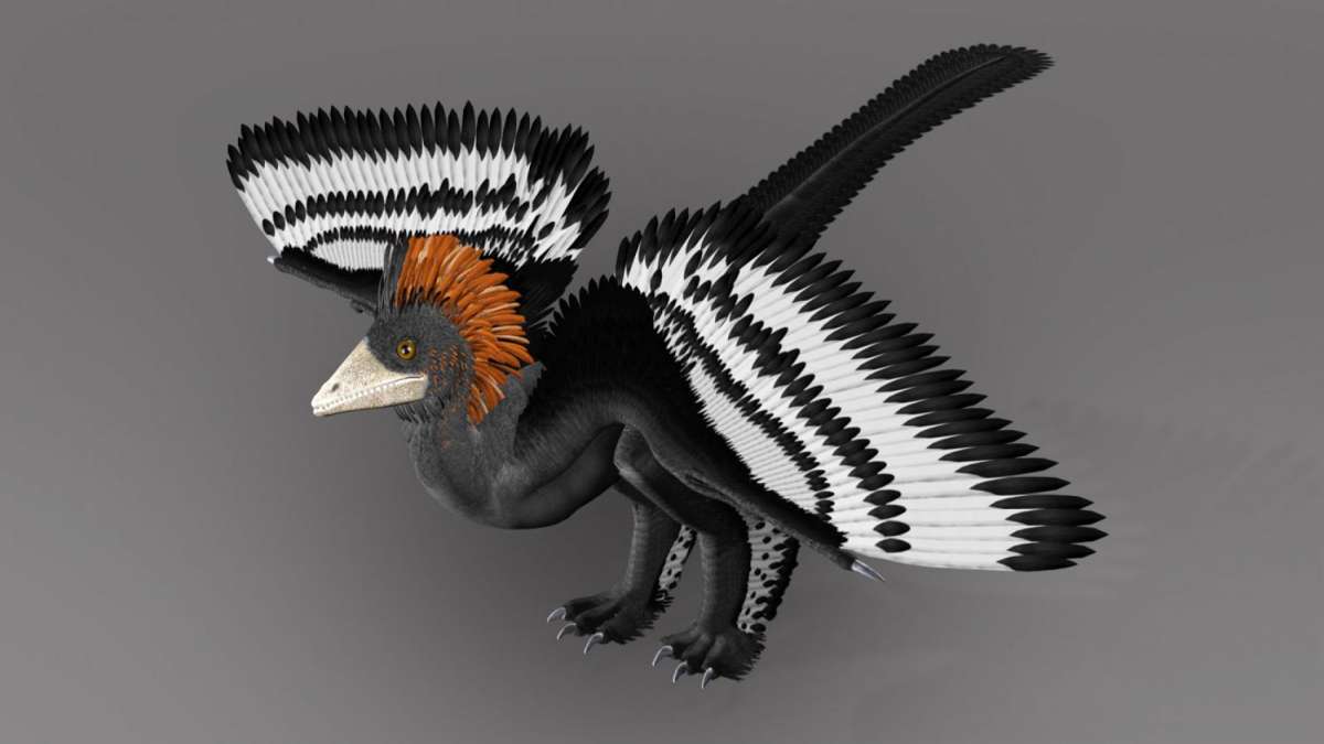Anchiornis, one of the earliest feathered dinosaurs (Representational image) Anchiornis, one of the earliest feathered dinosaurs (Representational image)