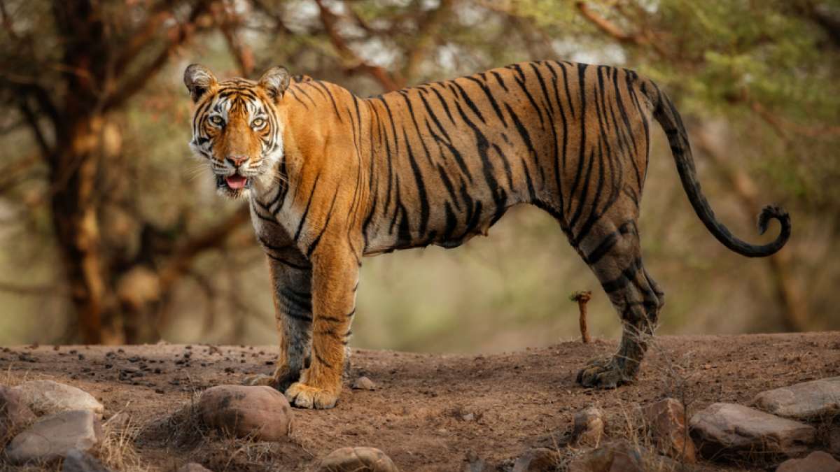 Gujarat sees a tiger after decades, cat hunt on Gujarat sees a tiger after decades, cat hunt on