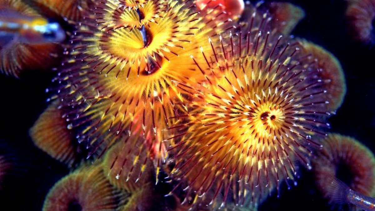 Christmas Tree Worms (Representational image) Christmas Tree Worms (Representational image)