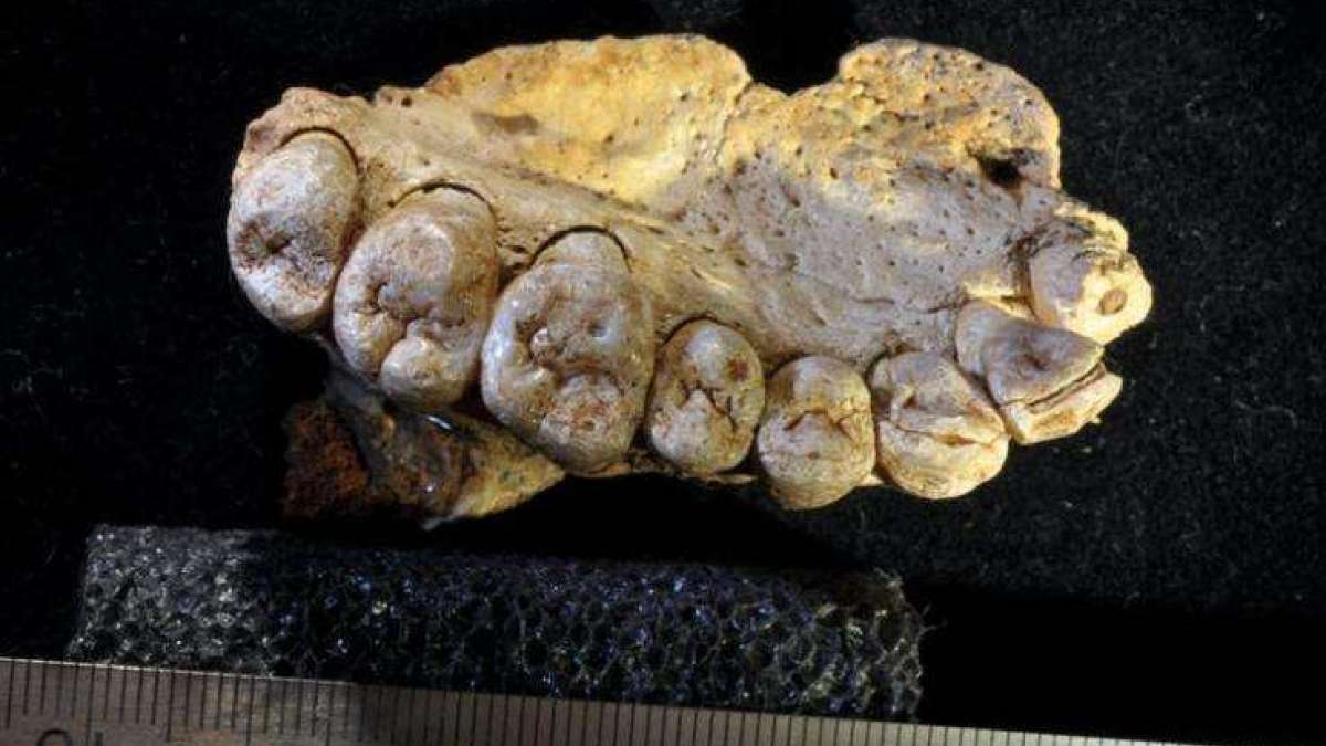 Earliest human fossil discovered Earliest human fossil discovered