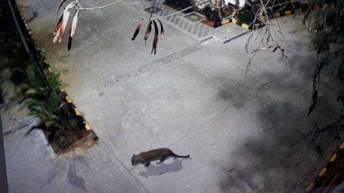 Mumbai: Leopard spotted at Thane Mall, search operation on Mumbai: Leopard spotted at Thane Mall, search operation on