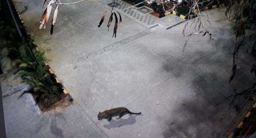 Mumbai: Leopard spotted at Thane Mall, search operation on Mumbai: Leopard spotted at Thane Mall, search operation on