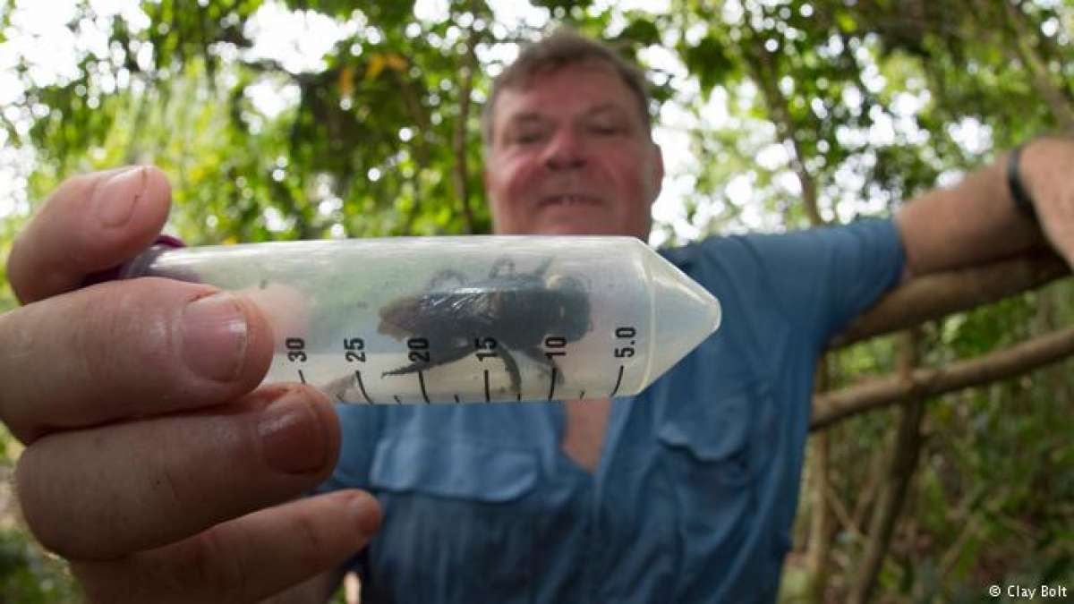 Flying bulldog: World’s largest bee Megachile pluto, the size of a human thumb, rediscovered in Indonesia Flying bulldog: World’s largest bee Megachile pluto, the size of a human thumb, rediscovered in Indonesia