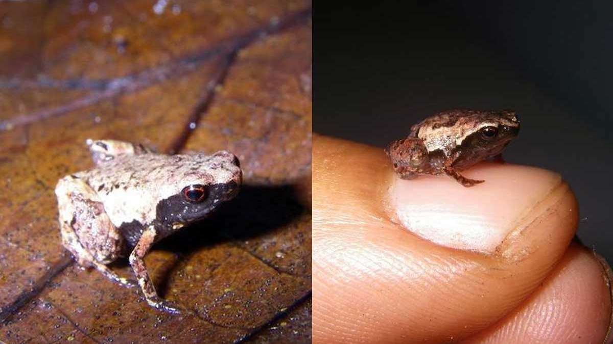 Three mini frog species - tiny than a human nail - found in Madagascar Three mini frog species - tiny than a human nail - found in Madagascar