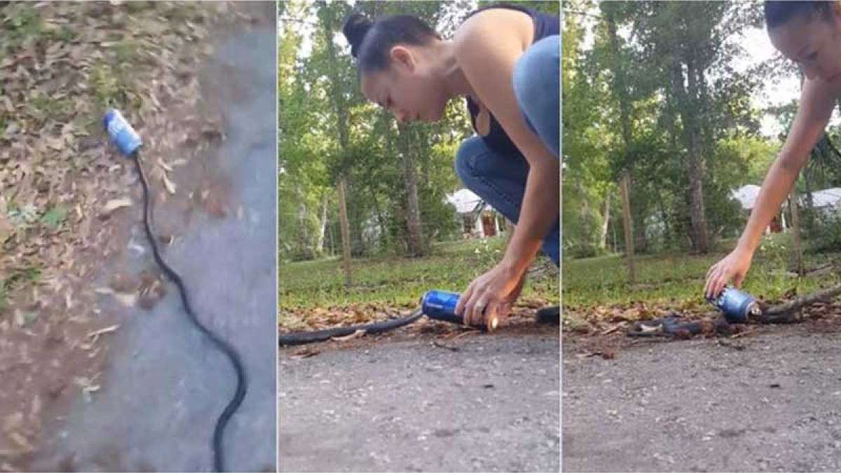 Viral Video: Florida woman saves a snake in a beer can Viral Video: Florida woman saves a snake in a beer can