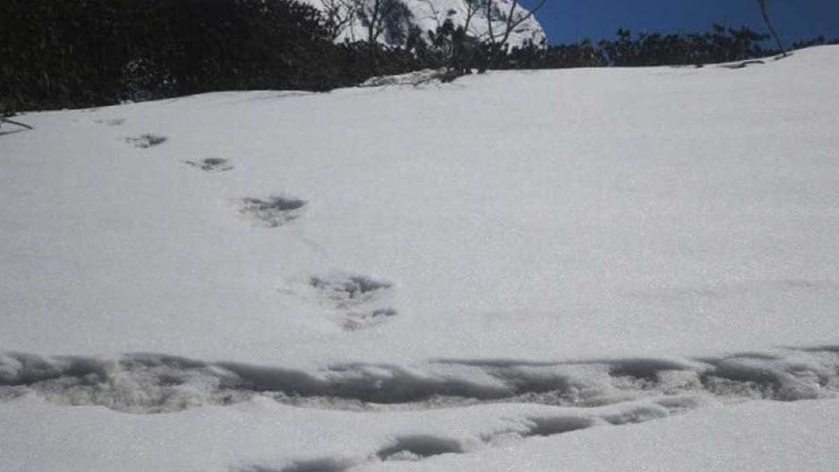 Indian Army confirms spotting Yeti footprints in the Himalayas Indian Army confirms spotting Yeti footprints in the Himalayas
