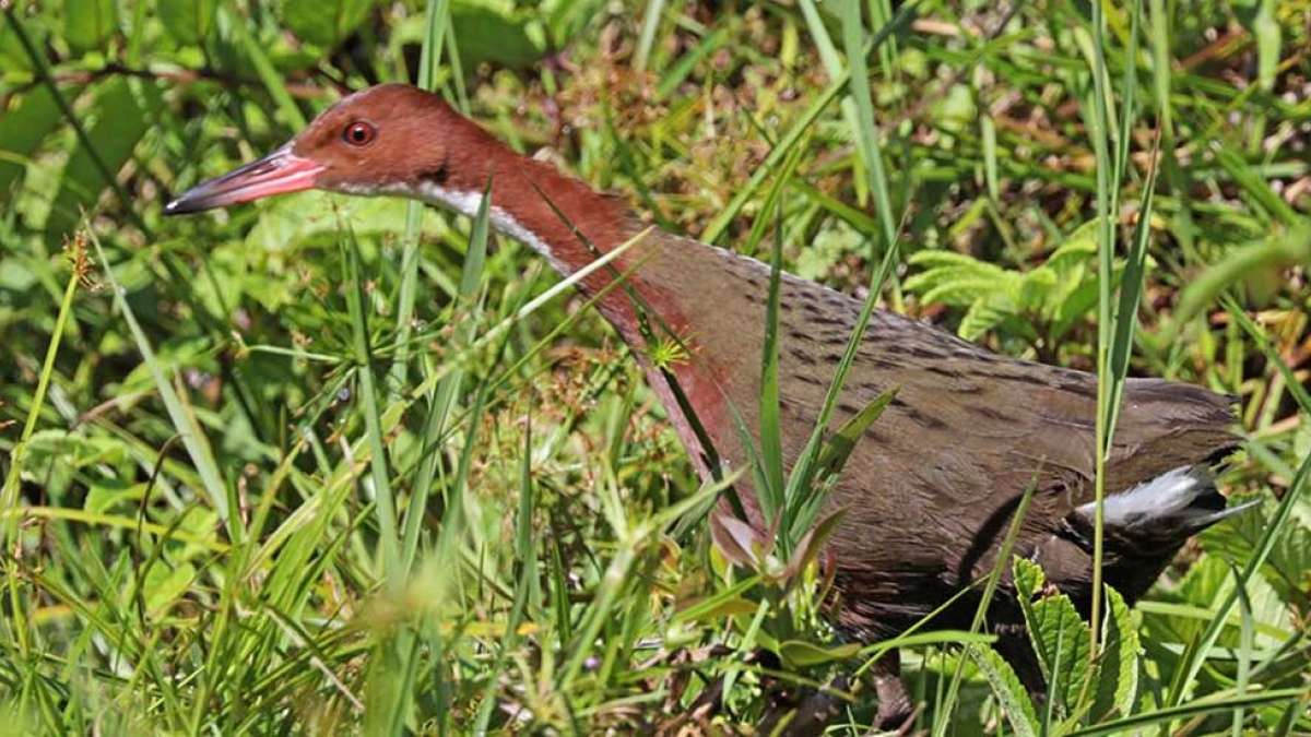 Bird reappears 1,36,000 years after its extinction Bird reappears 1,36,000 years after its extinction