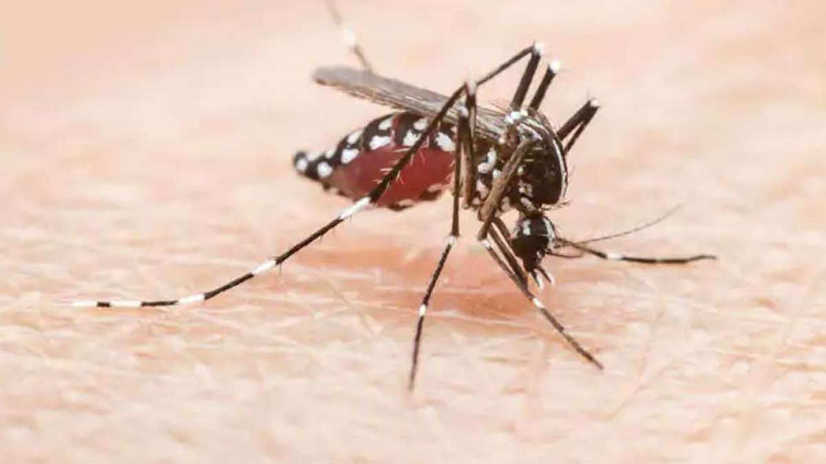 Dengue disease: Symptoms, cure and everything you need to know Dengue disease: Symptoms, cure and everything you need to know