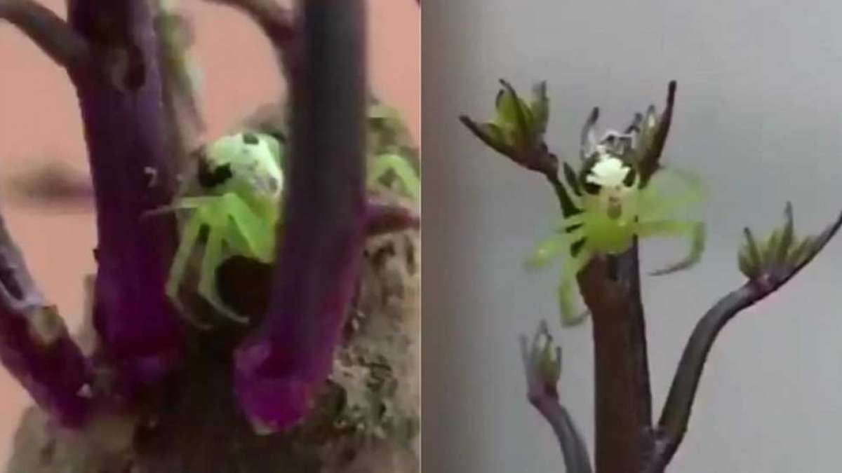 Spider with human like face on its back is a must watch Spider with human like face on its back is a must watch