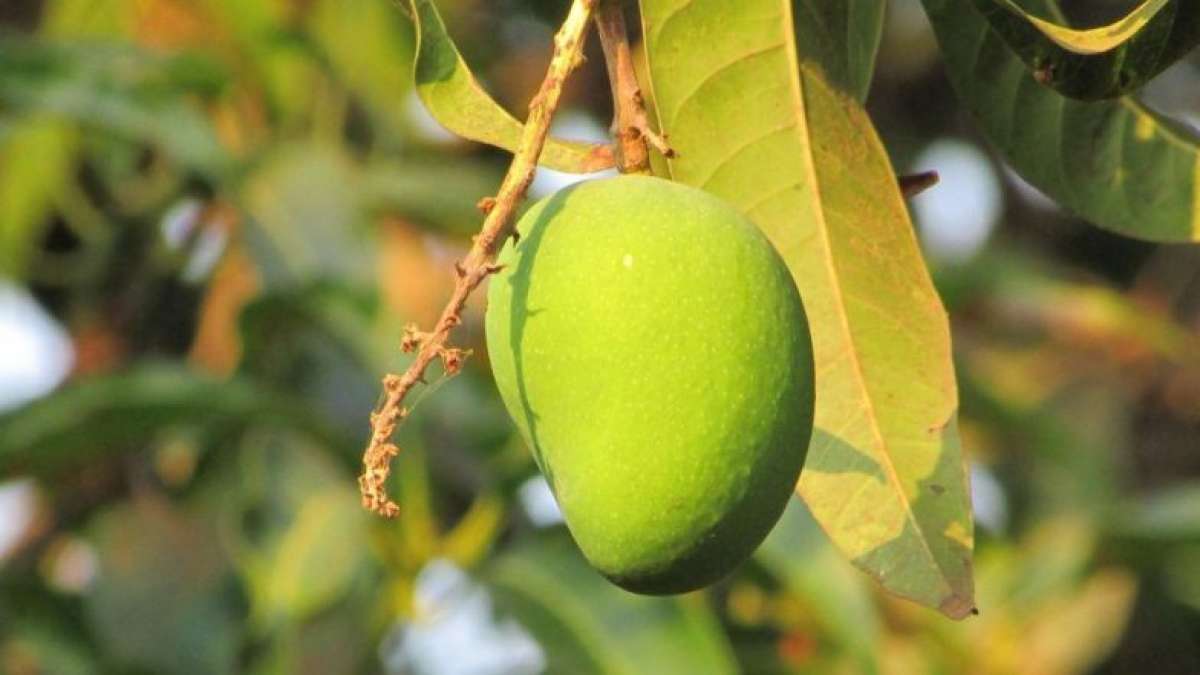 Diabetes: Mango leaves help in reducing blood sugar Diabetes: Mango leaves help in reducing blood sugar