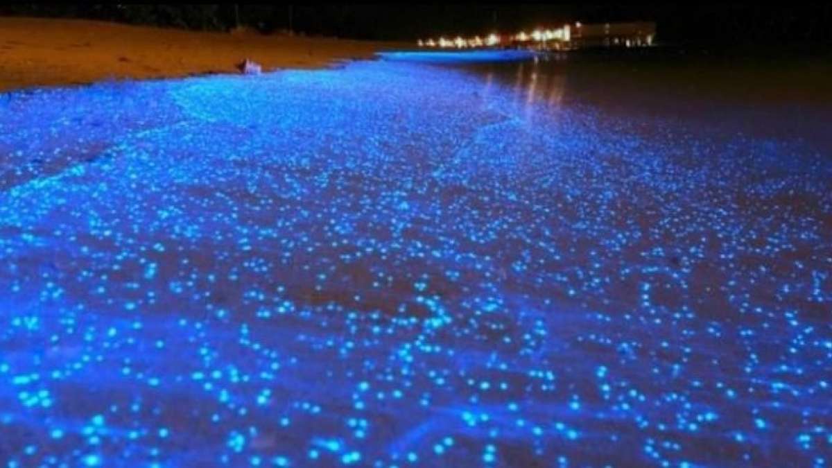 What made Chennai beaches sparkle blue in night? What made Chennai beaches sparkle blue in night?