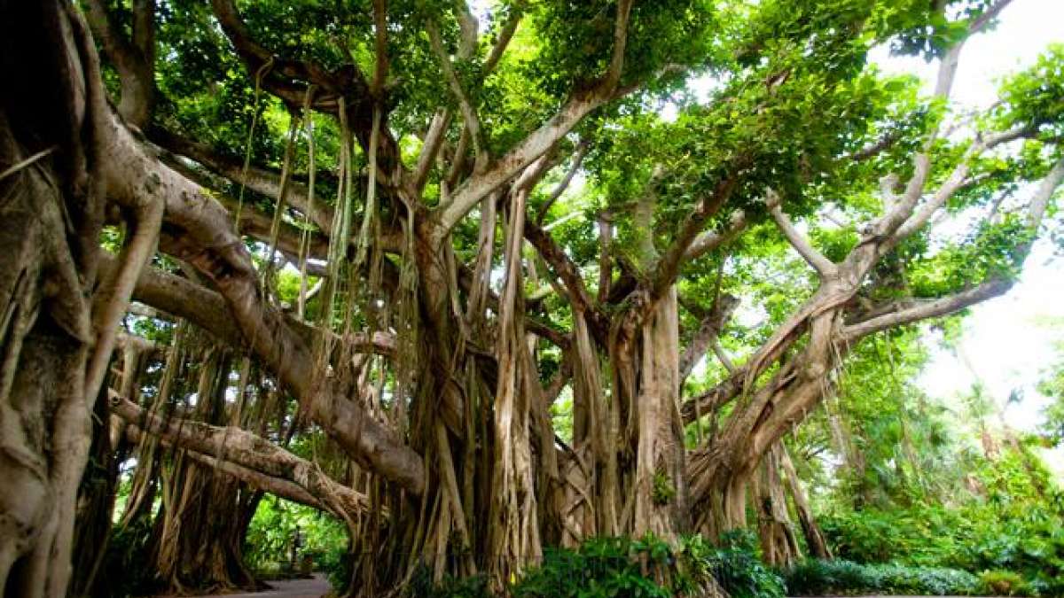 An open letter by an Indian tree An open letter by an Indian tree