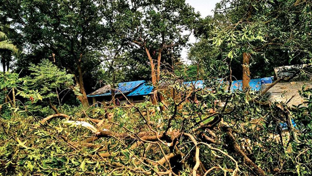 Mumbai: Tree cutting in Aarey colony ignites protests Mumbai: Tree cutting in Aarey colony ignites protests