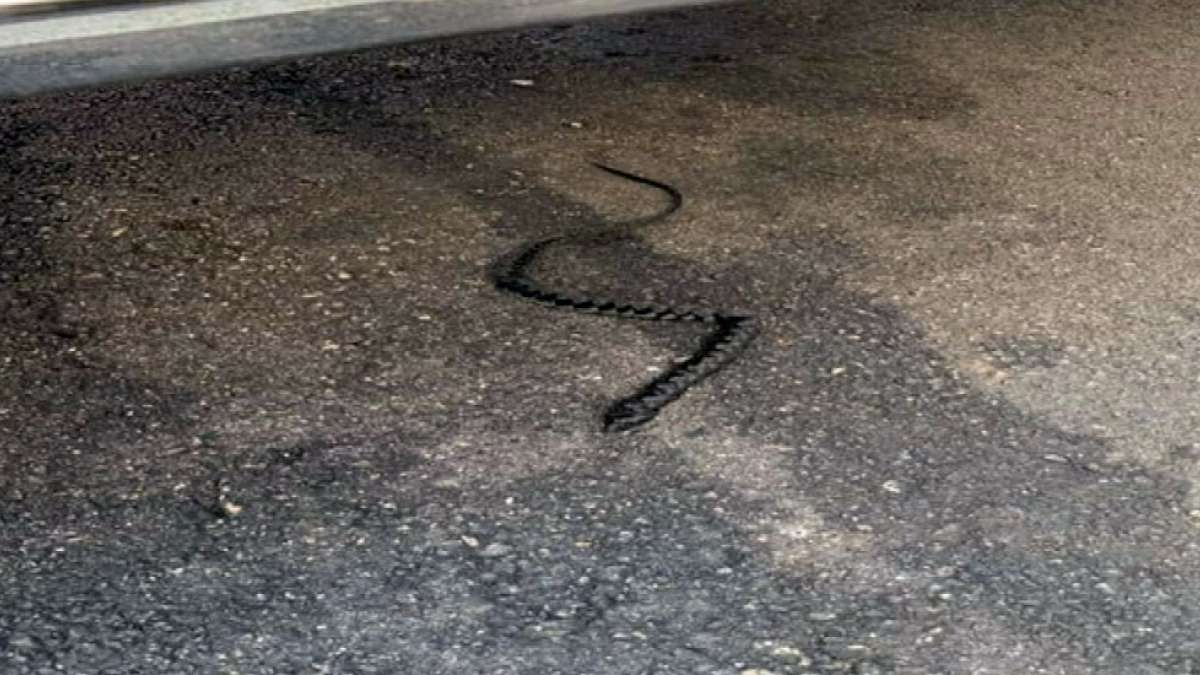 Looked like a snake, cried like a baby, but the reality is… Looked like a snake, cried like a baby, but the reality is…