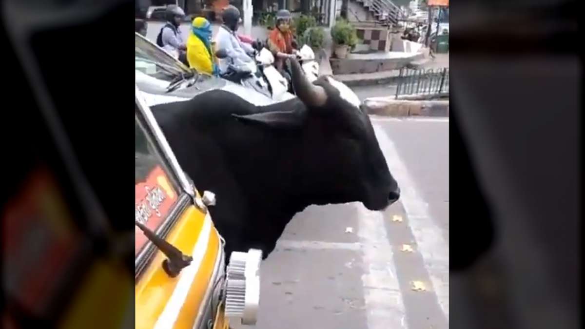 New Traffic Rules: Cow patiently waiting for traffic light to turn green goes viral New Traffic Rules: Cow patiently waiting for traffic light to turn green goes viral
