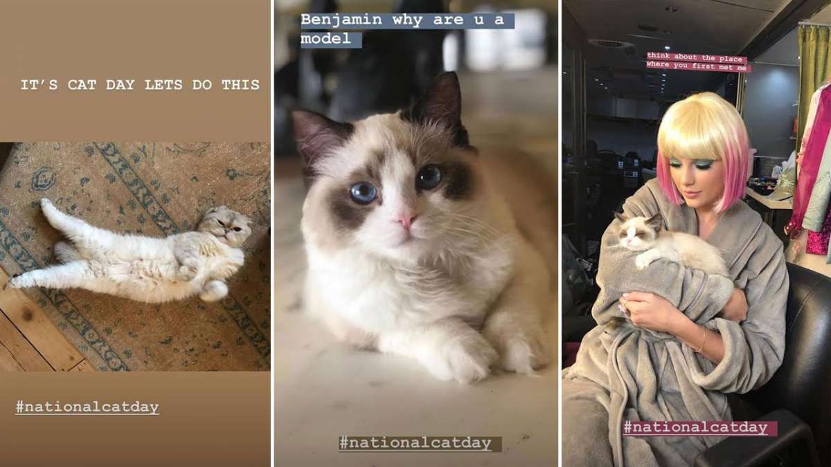 How Taylor Swift celebrated National Cat Day How Taylor Swift celebrated National Cat Day