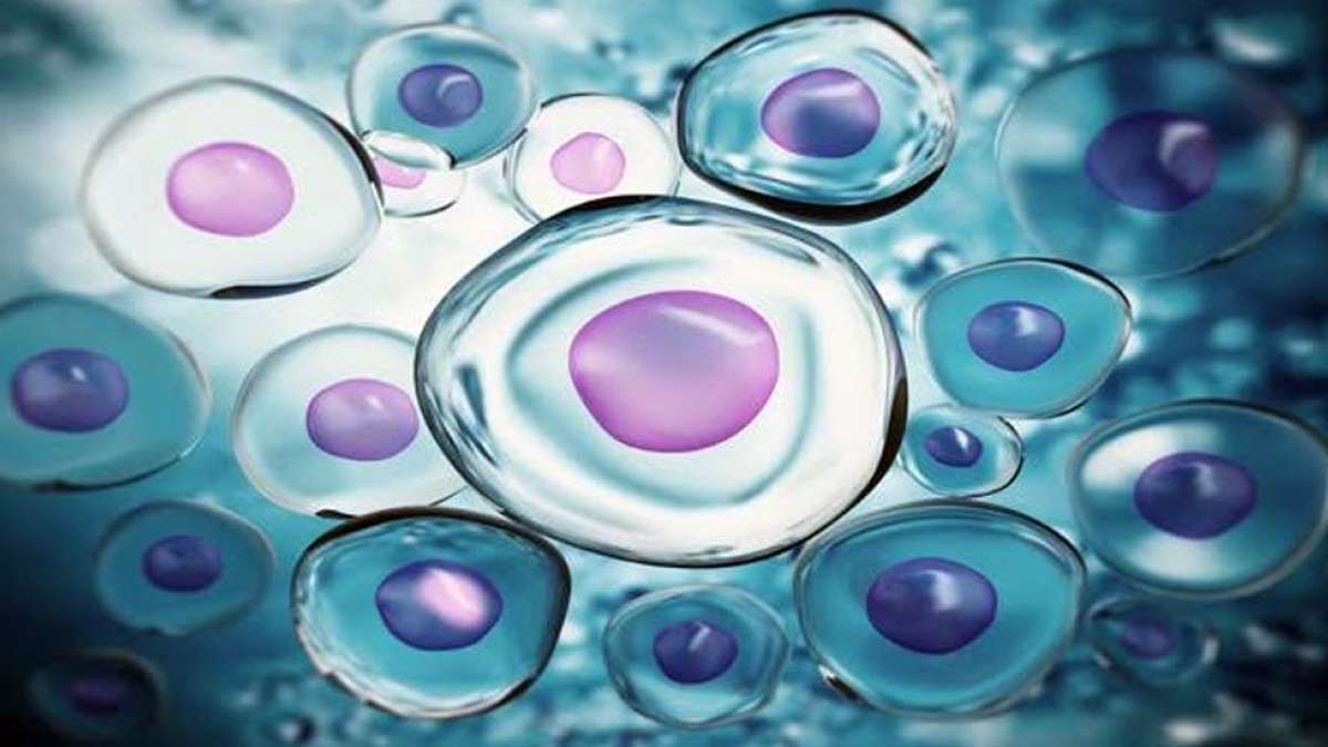 Scientists print living skin with blood vessels Scientists print living skin with blood vessels